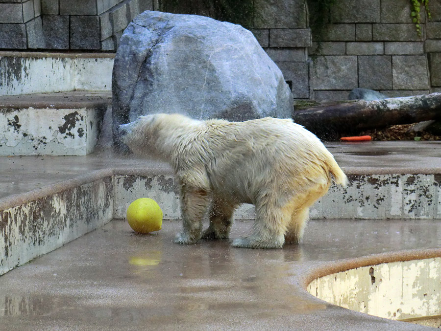 Eisbärjungtier ANORI am 4. August 2012 im Zoologischen Garten Wuppertal