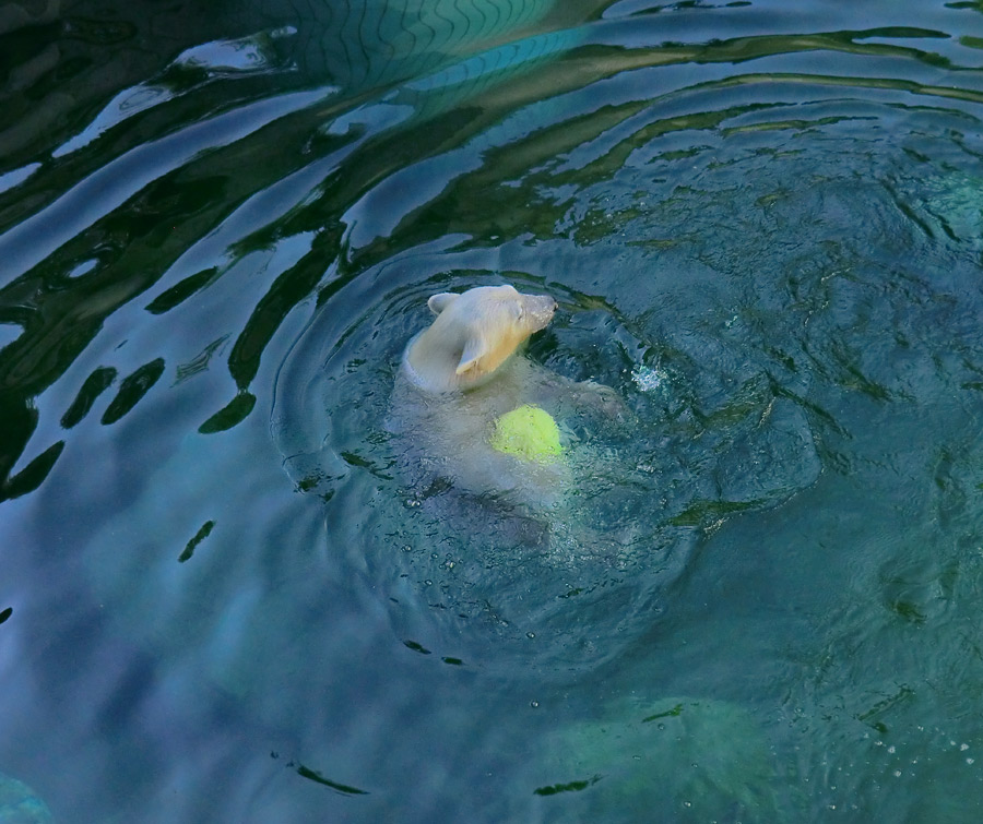 Eisbärjungtier ANORI am 4. August 2012 im Wuppertaler Zoo