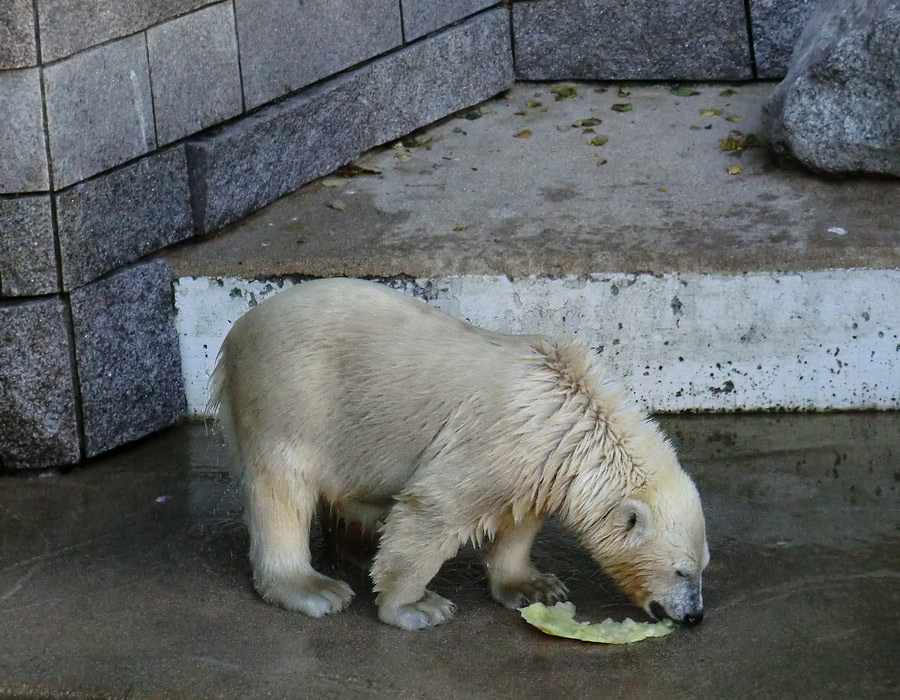 Eisbärjungtier ANORI am 4. August 2012 im Zoo Wuppertal