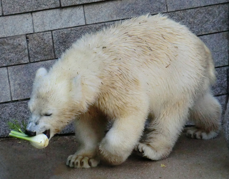 Eisbärjungtier ANORI am 4. August 2012 im Wuppertaler Zoo