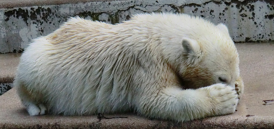 Eisbärjungtier ANORI am 4. August 2012 im Zoo Wuppertal