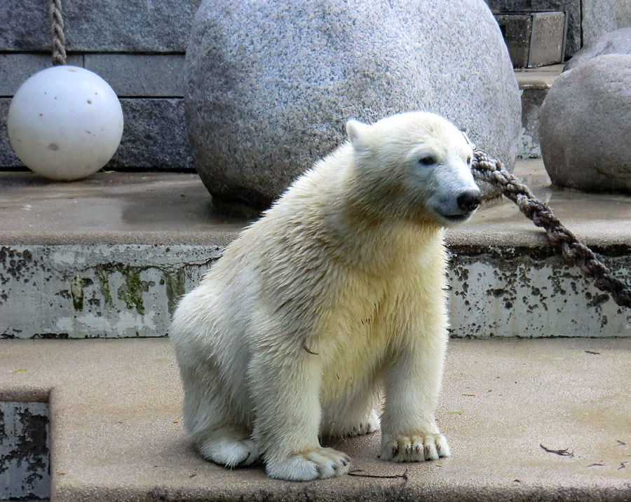 Eisbärjungtier ANORI am 4. August 2012 im Wuppertaler Zoo