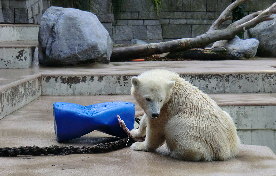 Eisbärjungtier ANORI am 4. August 2012 im Zoo Wuppertal