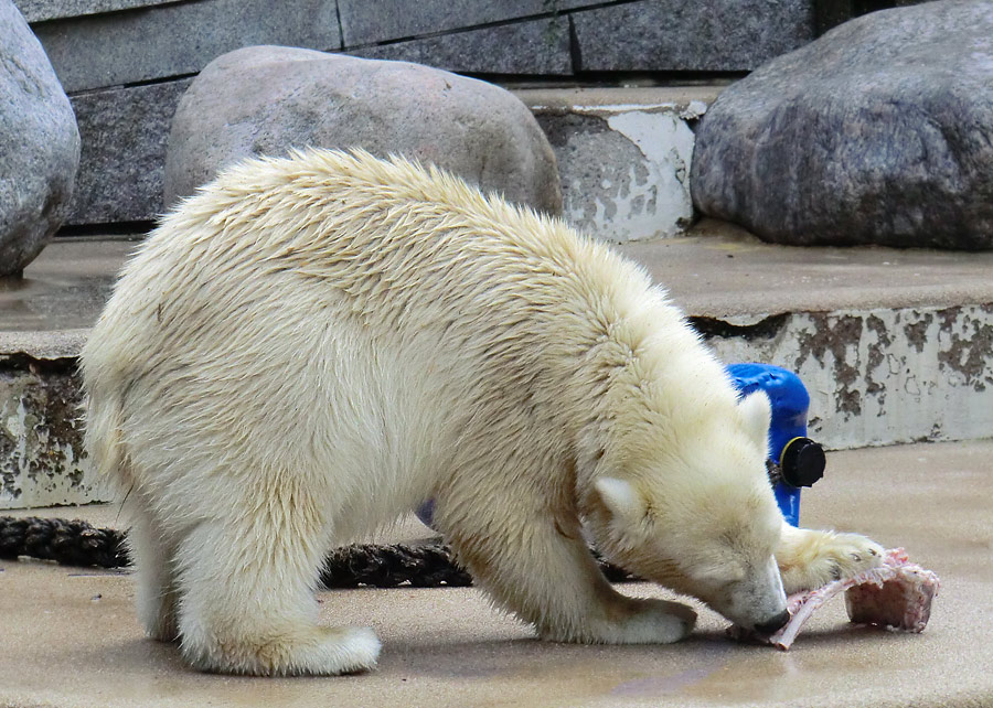 Eisbärjungtier ANORI am 4. August 2012 im Zoo Wuppertal