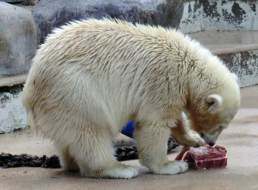 Eisbärjungtier ANORI am 4. August 2012 im Wuppertaler Zoo