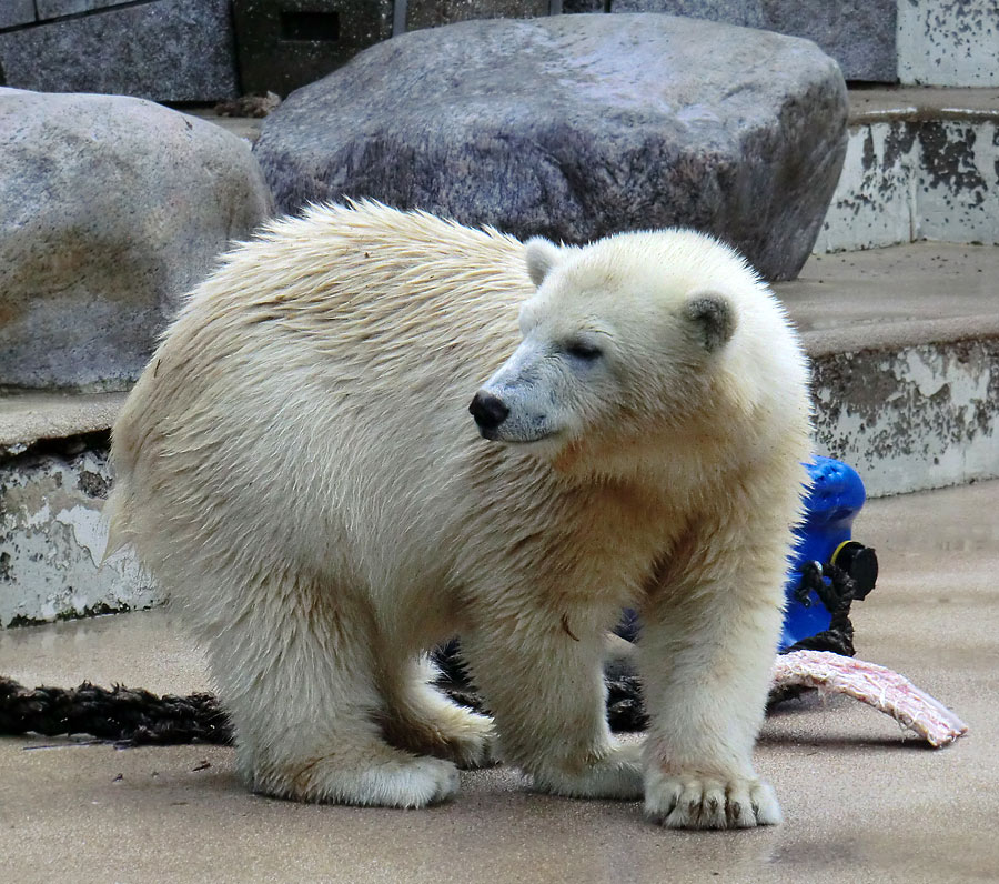 Eisbärjungtier ANORI am 4. August 2012 im Zoo Wuppertal