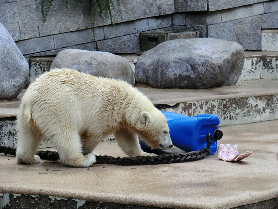 Eisbärjungtier ANORI am 4. August 2012 im Zoologischen Garten Wuppertal