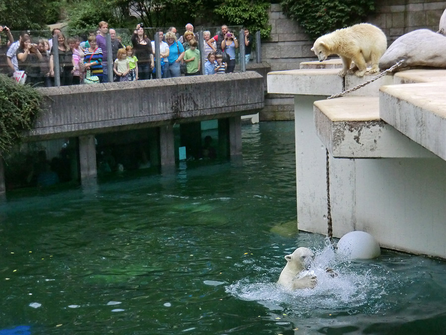 Eisbärin VILMA und Eisbärjungtier ANORI am 5. August 2012 im Zoo Wuppertal