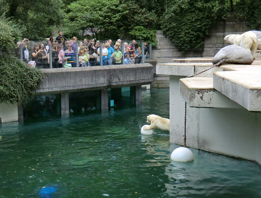 Eisbärjungtier ANORI und Eisbärin VILMA am 5. August 2012 im Zoologischen Garten Wuppertal