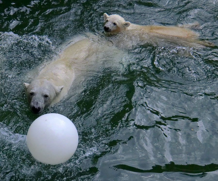 Eisbärin VILMA und Eisbärjungtier ANORI am 5. August 2012 im Zoo Wuppertal