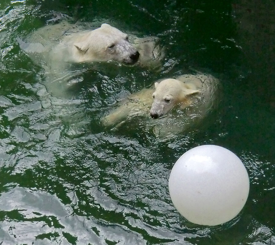 Eisbärin VILMA und Eisbärjungtier ANORI am 5. August 2012 im Zoologischen Garten Wuppertal