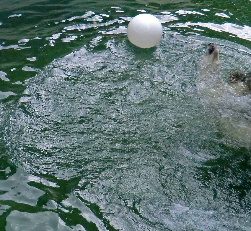 Eisbärin VILMA am 5. August 2012 im Zoo Wuppertal