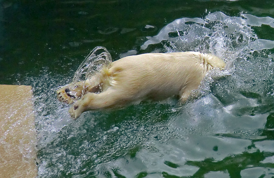 Eisbärjungtier ANORI am 5. August 2012 im Zoologischen Garten Wuppertal