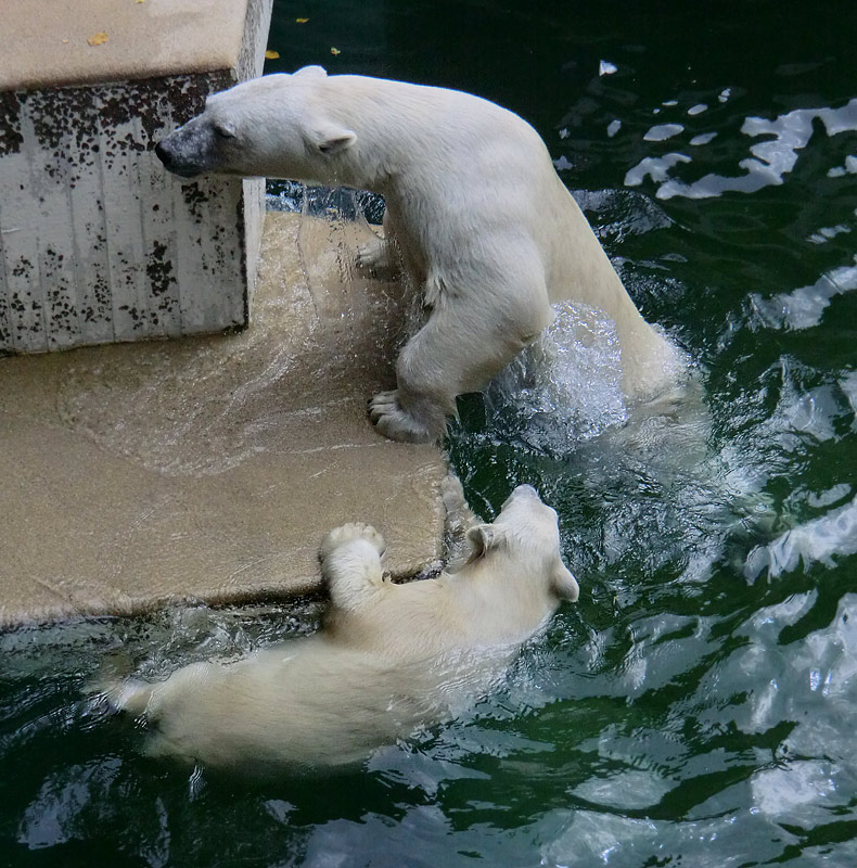 Eisbärjungtier ANORI und Eisbärin VILMA am 5. August 2012 im Zoologischen Garten Wuppertal