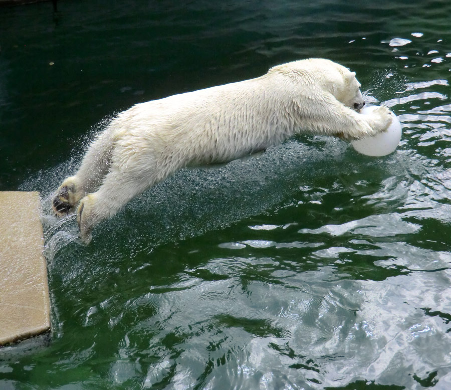 Eisbärin VILMA am 5. August 2012 im Wuppertaler Zoo