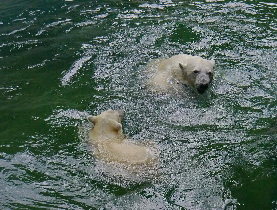 Eisbärjungtier ANORI und Eisbärin VILMA am 5. August 2012 im Zoologischen Garten Wuppertal