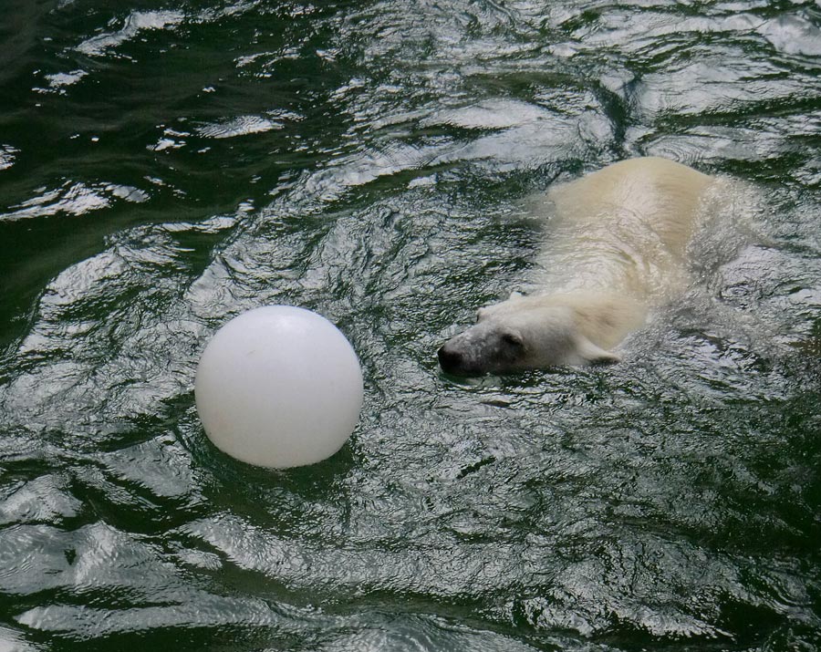 Eisbärin VILMA am 5. August 2012 im Wuppertaler Zoo