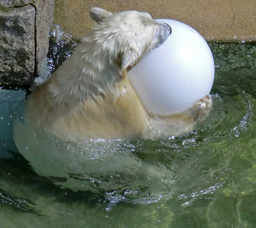 Eisbärjungtier ANORI am 5. August 2012 im Zoologischen Garten Wuppertal