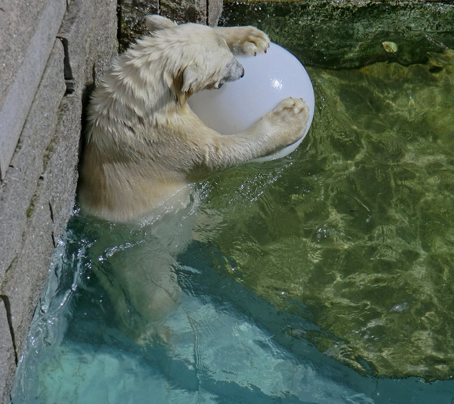 Eisbärjungtier ANORI am 5. August 2012 im Wuppertaler Zoo