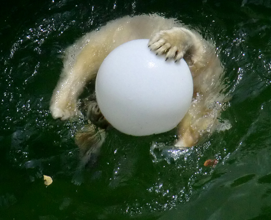 Eisbärjungtier ANORI am 5. August 2012 im Zoologischen Garten Wuppertal