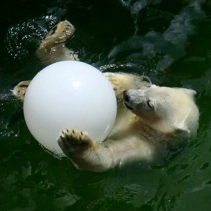 Eisbärjungtier ANORI am 5. August 2012 im Wuppertaler Zoo