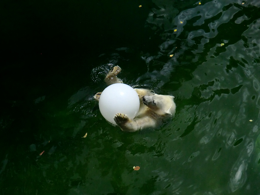 Eisbärjungtier ANORI am 5. August 2012 im Wuppertaler Zoo