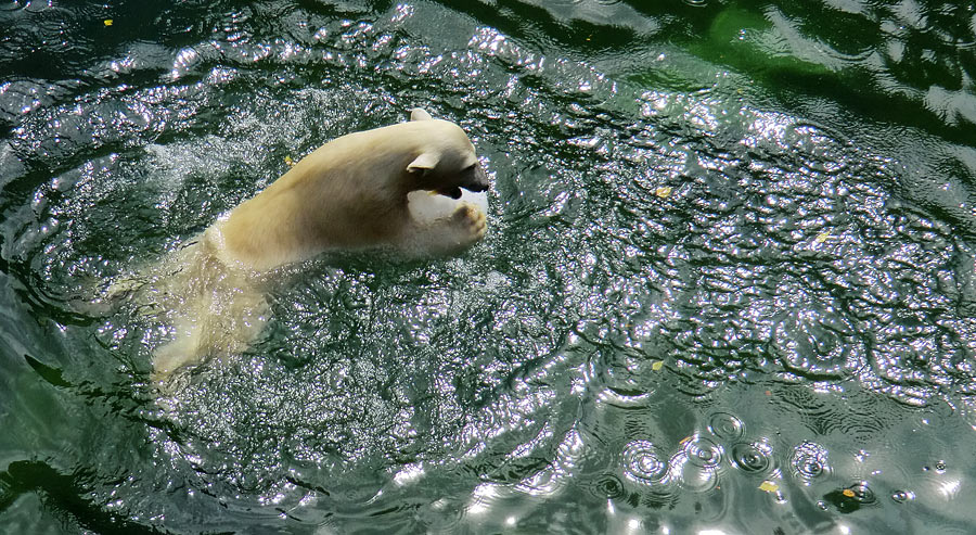 Eisbärjungtier ANORI am 5. August 2012 im Zoologischen Garten Wuppertal