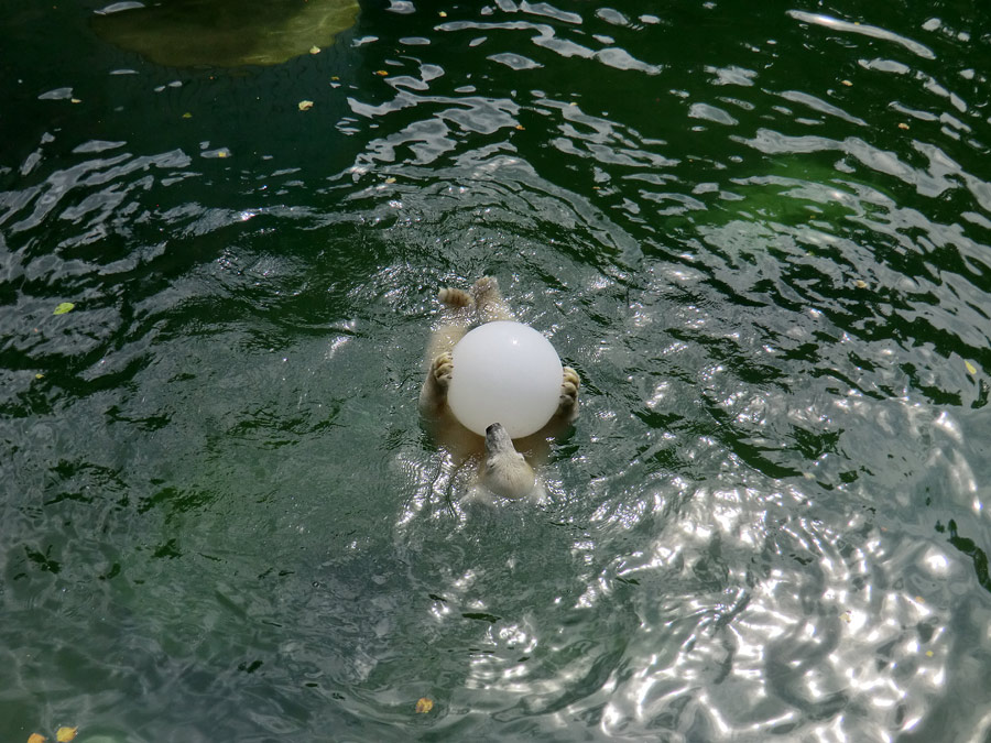 Eisbärjungtier ANORI am 5. August 2012 im Wuppertaler Zoo