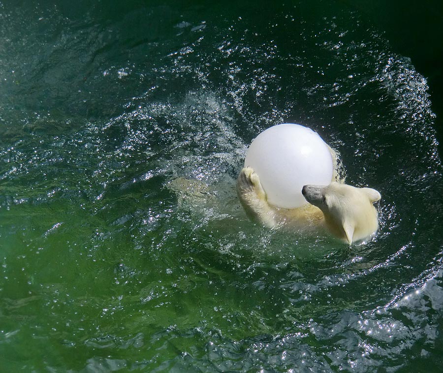 Eisbärjungtier ANORI am 5. August 2012 im Zoologischen Garten Wuppertal