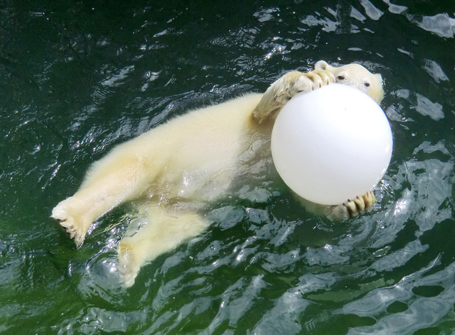 Eisbärjungtier ANORI am 5. August 2012 im Wuppertaler Zoo
