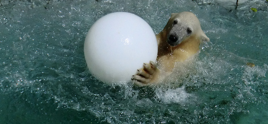 Eisbärjungtier ANORI am 5. August 2012 im Zoologischen Garten Wuppertal