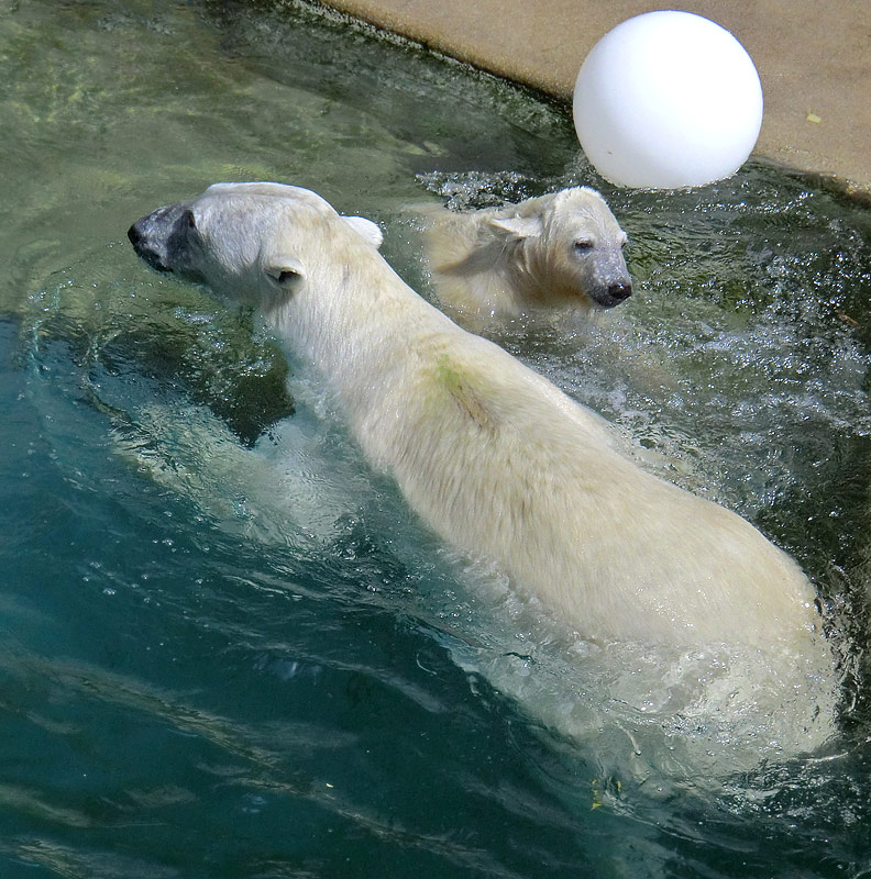 Eisbärin VILMA und Eisbärjungtier ANORI am 5. August 2012 im Wuppertaler Zoo