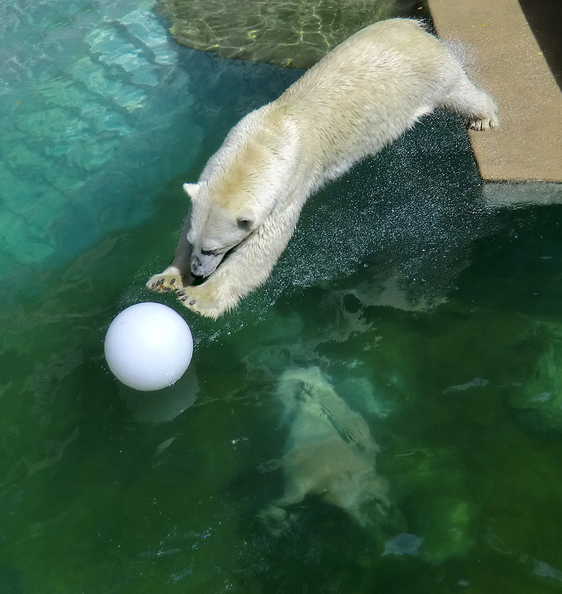 Eisbärin VILMA und Eisbärjungtier ANORI am 5. August 2012 im Zoo Wuppertal