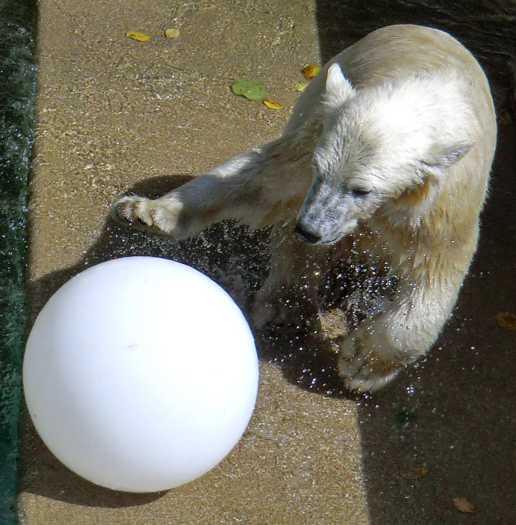 Eisbärjungtier ANORI am 5. August 2012 im Wuppertaler Zoo