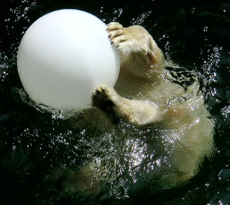 Eisbärjungtier ANORI am 5. August 2012 im Wuppertaler Zoo