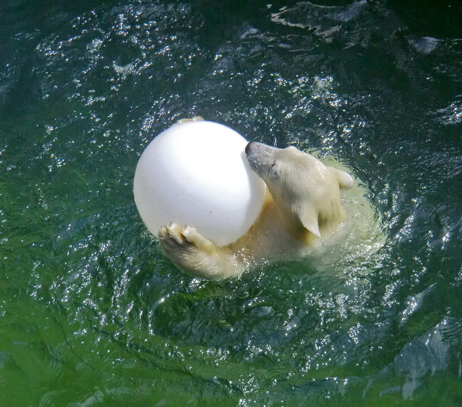 Eisbärjungtier ANORI am 5. August 2012 im Zoo Wuppertal