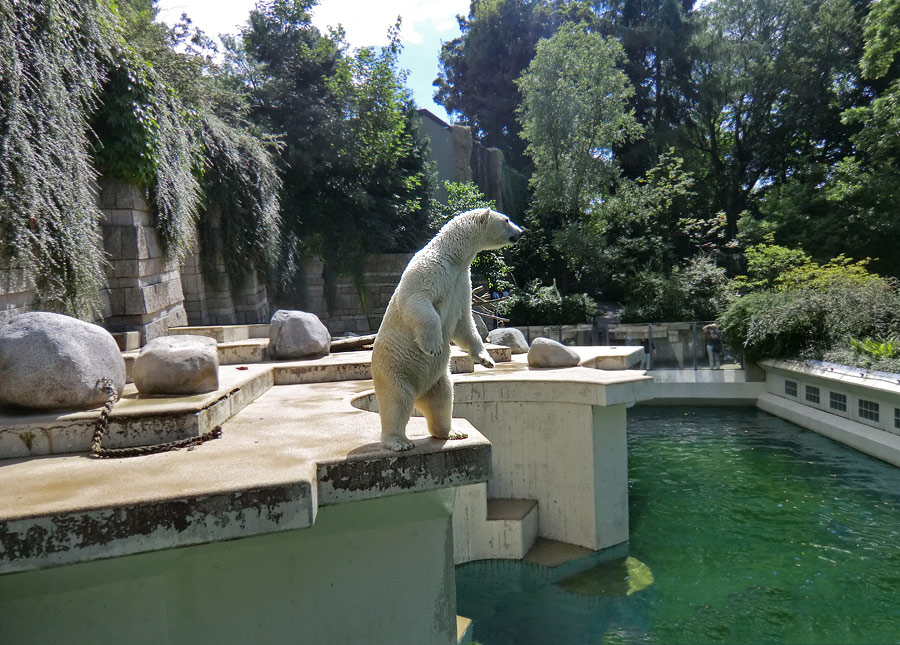 Eisbärin VILMA am 5. August 2012 im Zoo Wuppertal