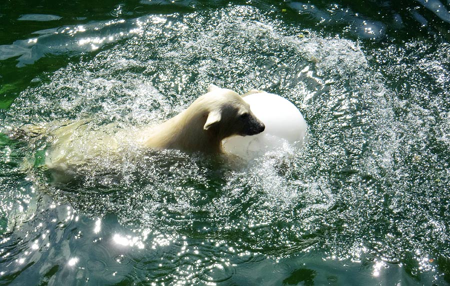 Eisbärjungtier ANORI am 5. August 2012 im Zoo Wuppertal