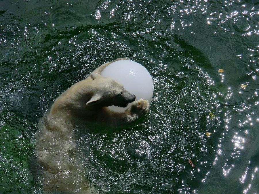 Eisbärjungtier ANORI am 5. August 2012 im Zoo Wuppertal