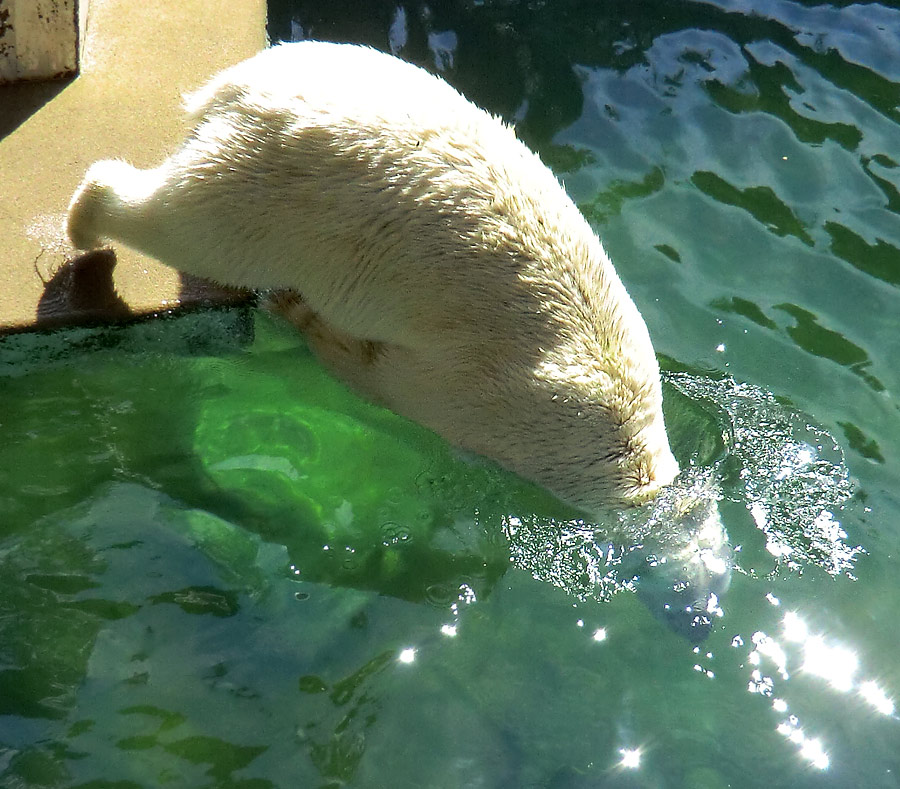 Eisbärin VILMA am 5. August 2012 im Wuppertaler Zoo