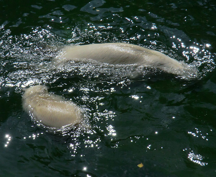 Eisbärjungtier ANORI und Eisbärin VILMA am 5. August 2012 im Zoologischen Garten Wuppertal