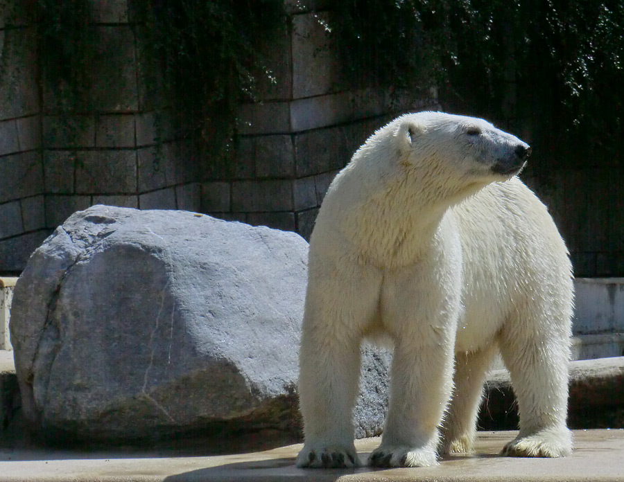 Eisbärin VILMA am 5. August 2012 im Wuppertaler Zoo