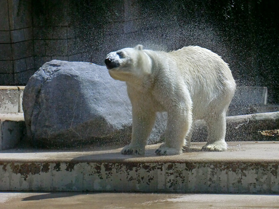 Eisbärin VILMA am 5. August 2012 im Zoo Wuppertal