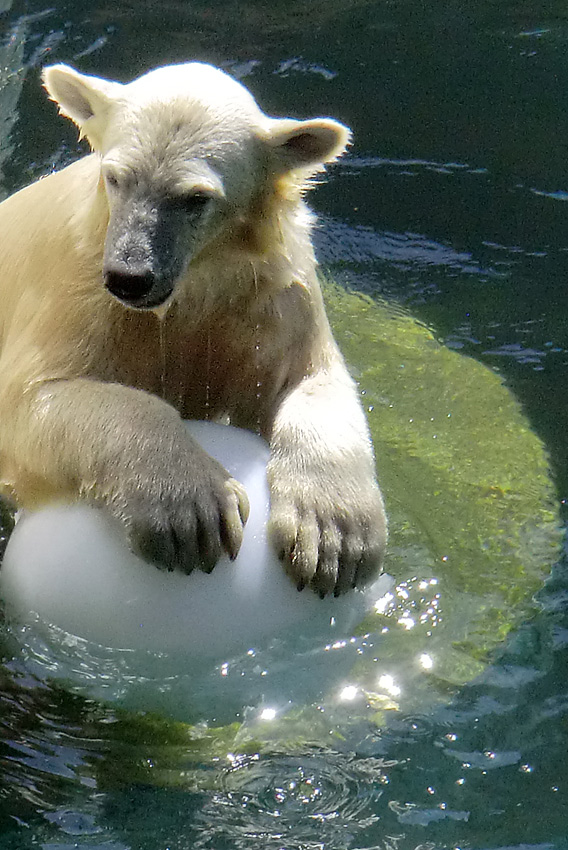 Eisbärjungtier ANORI am 5. August 2012 im Wuppertaler Zoo