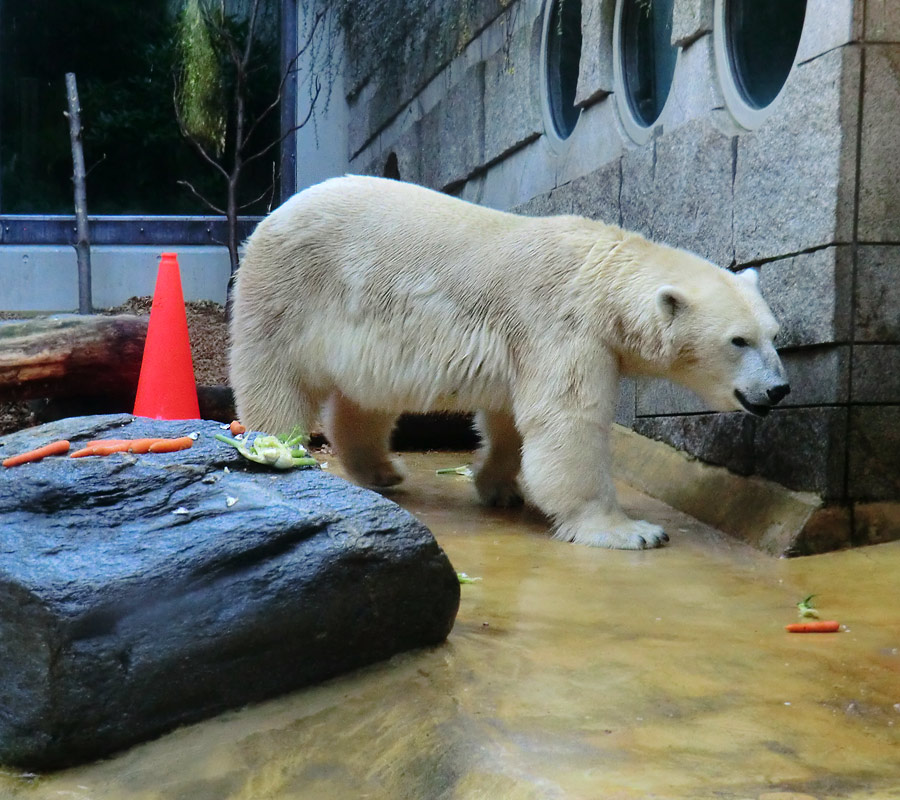 Eisbärin VILMA am 16. September 2012 im Zoo Wuppertal