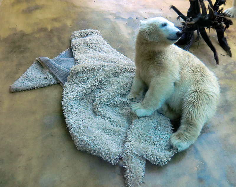 Eisbärjungtier ANORI am 16. September 2012 im Wuppertaler Zoo