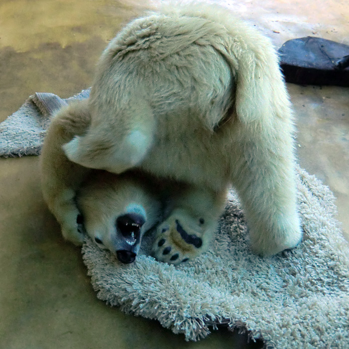 Eisbärjungtier ANORI am 16. September 2012 im Wuppertaler Zoo