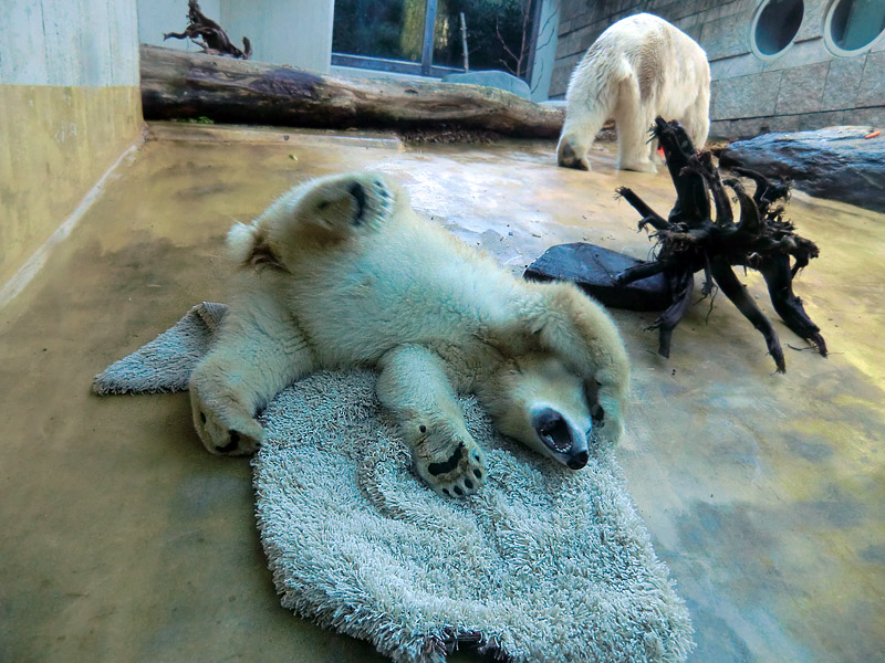 Eisbärjungtier ANORI und Eisbärin VILMA am 16. September 2012 im Wuppertaler Zoo