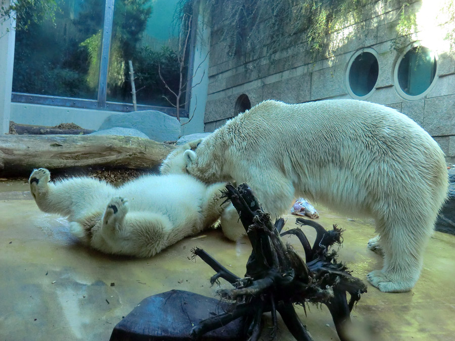 Eisbärjungtier ANORI und Eisbärin VILMA am 16. September 2012 im Zoologischen Garten Wuppertal