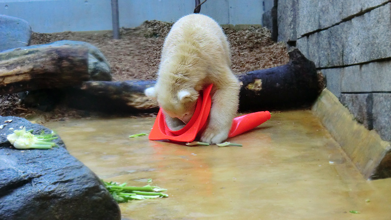 Eisbärjungtier ANORI am 16. September 2012 im Zoologischen Garten Wuppertal